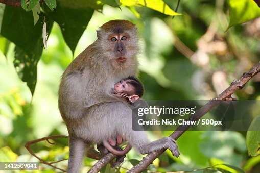 Low angle view of macaque with infant sitting on tree,Ipoh,Perak,Malaysia