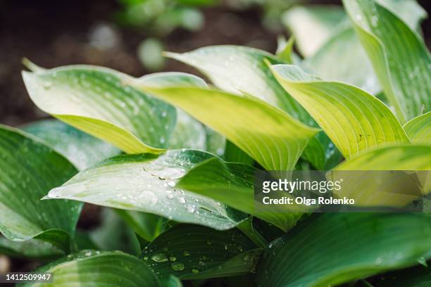 green hosta leaves with water drops - hosta stock pictures, royalty-free photos & images