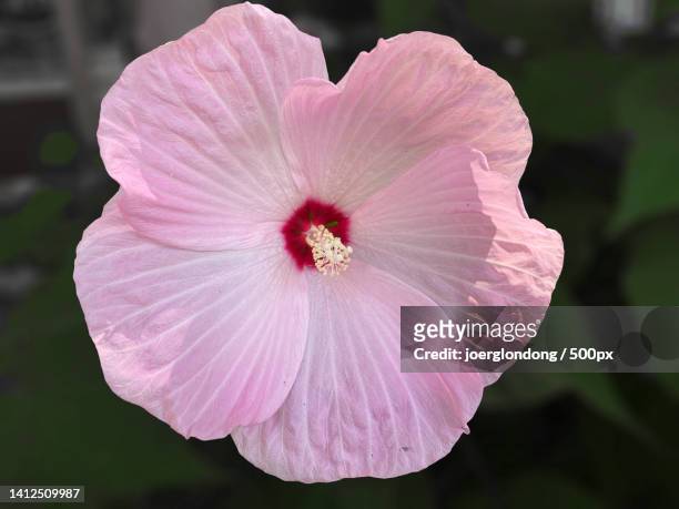 close-up of pink hibiscus flower,via alle fontane di laghel,arco,trento,italy - kaasjeskruid stockfoto's en -beelden