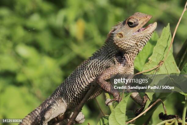 close up of a common chameleon,mumbai,maharashtra,india - zoology stock pictures, royalty-free photos & images