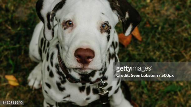 close-up portrait of dalmatian purebred trained hound on field,berlin,germany - tapeworm stockfoto's en -beelden