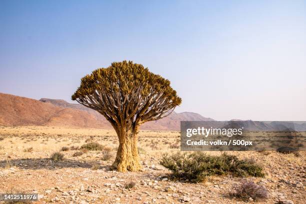 scenic view of desert against clear sky - quiver tree stock pictures, royalty-free photos & images