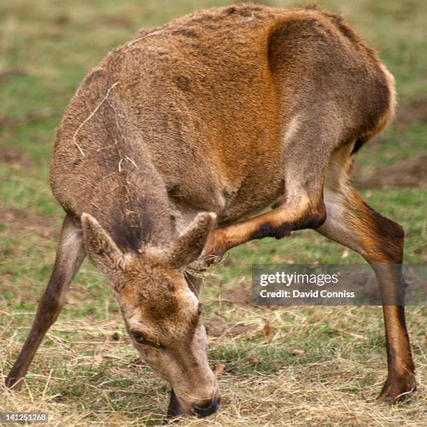 red deer doe scratching ear with foot - doe foot stock pictures, royalty-free photos & images