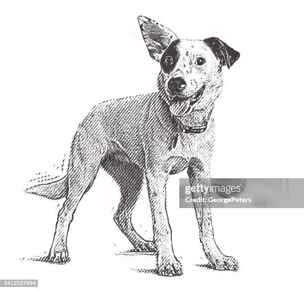 energetic australian cattle dog mixed breed dog hoping to be adopted - australian cattle dog 幅插畫檔、美工圖案、卡通及圖標