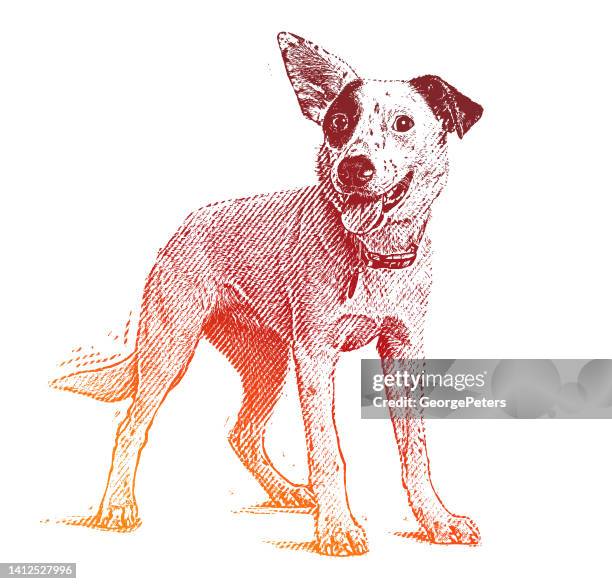 energetic australian cattle dog mixed breed dog hoping to be adopted - australian cattle dog white background stock illustrations