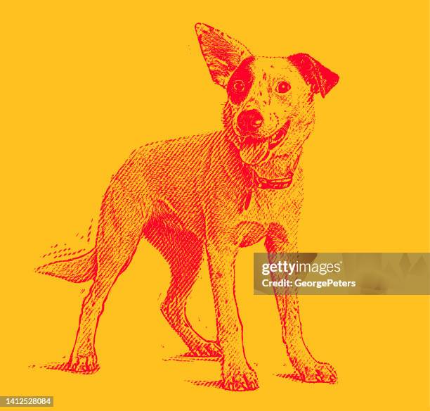 energetic australian cattle dog mixed breed dog hoping to be adopted - australian cattle dog 幅插畫檔、美工圖案、卡通及圖標