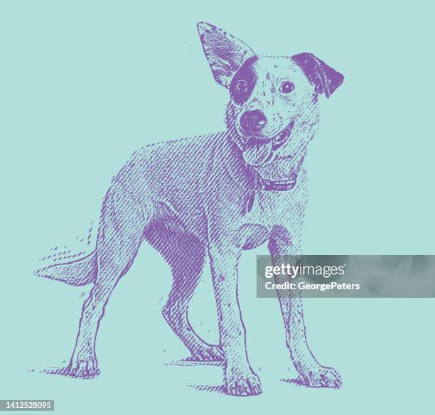 energetic australian cattle dog mixed breed dog hoping to be adopted - australian cattle dog 幅插畫檔、美工圖案、卡通及圖標