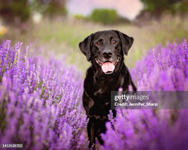 black lab dog in flowers - black lab stock pictures, royalty-free photos & images