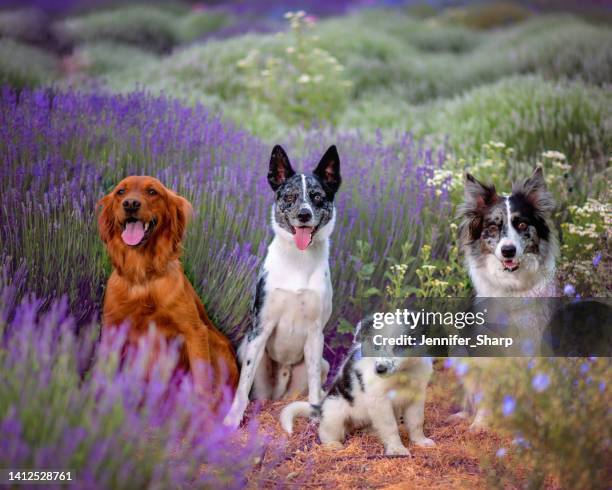 chien en fleurs - australian shepherd photos et images de collection