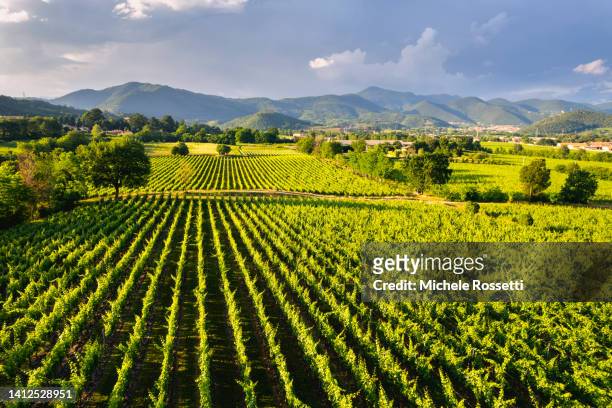vineyards - vineyard grapes landscapes stock pictures, royalty-free photos & images