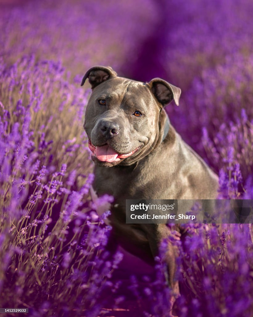 Pitbull Hund in Blumen