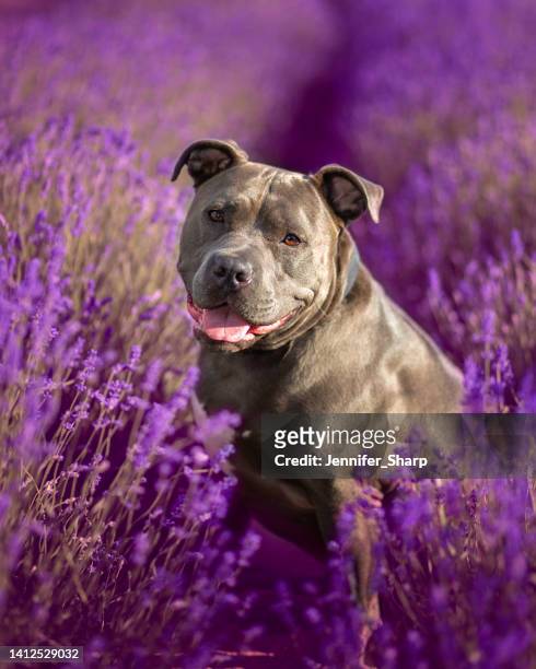 pitbull hund in blumen - pitbull stock-fotos und bilder