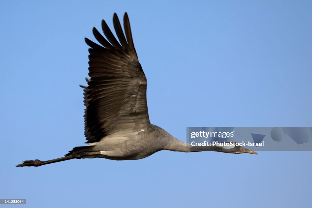 Common Crane (Grus grus) in flight