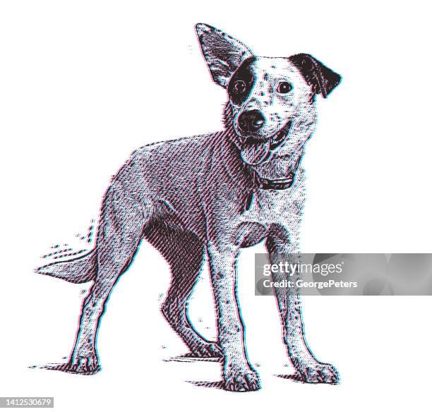 energetic australian cattle dog with glitch technique - australian cattle dog white background stock illustrations