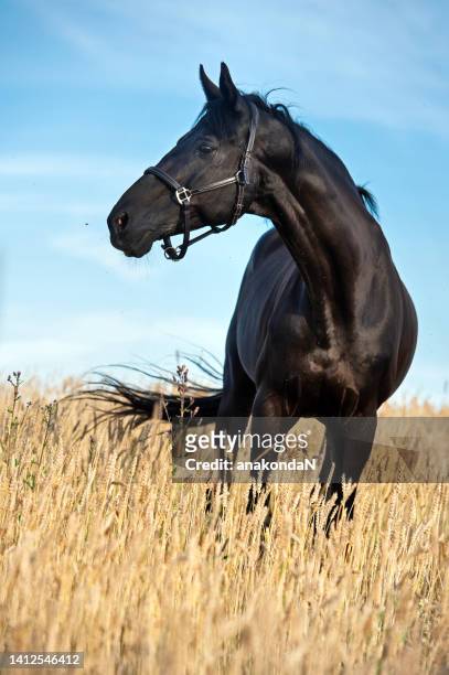 portrait of beautiful black  sportive stallion posing  on wheat field. sunny evening - autumn steed stock pictures, royalty-free photos & images