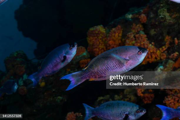 creole wrasse - creole wrasse stock pictures, royalty-free photos & images