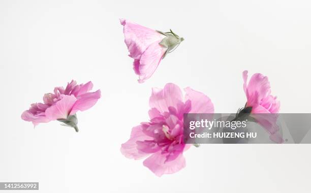 hibiscus flowers levitate on a white background - floral chiffon fabric stock pictures, royalty-free photos & images