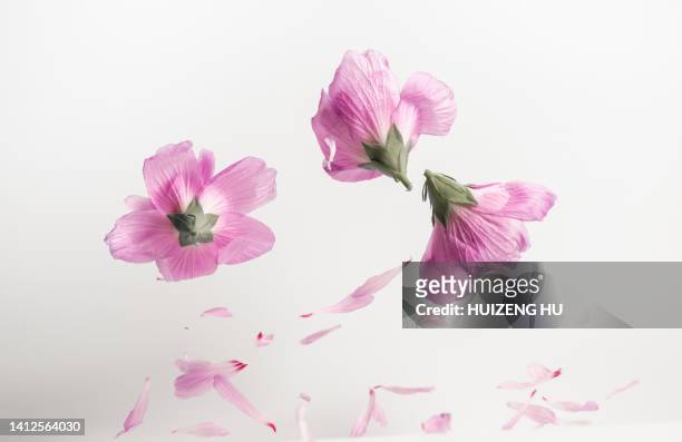 hibiscus flowers levitate on a white background - petal bildbanksfoton och bilder