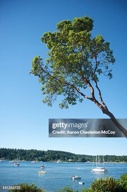 boat in harbour - pacific madrone stockfoto's en -beelden