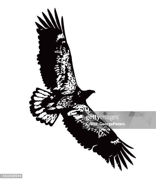 immature bald eagle flying - eagle flying stock illustrations