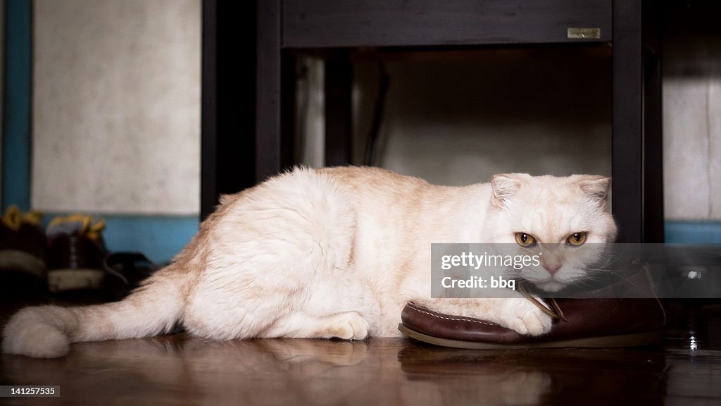 Cat holding shoe