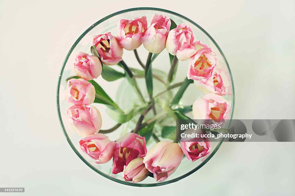 Circle of tulips