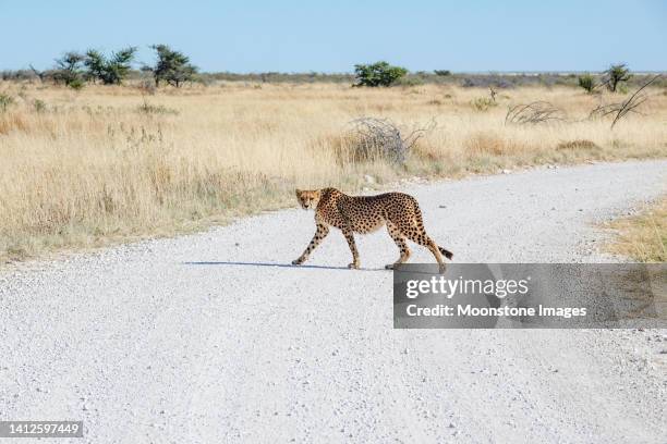 african cheetah in etosha national park in kunene region, namibia - nature park stock pictures, royalty-free photos & images
