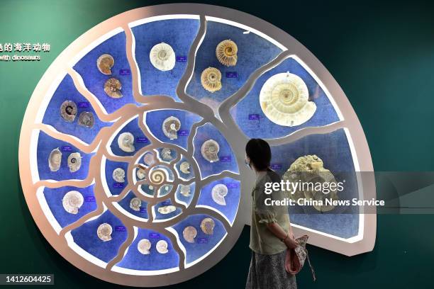 Visitor looks at ammonite fossils at Beijing Museum of Natural History on August 2, 2022 in Beijing, China.