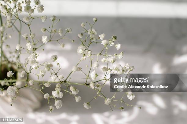 white marble rock texture background and gypsophila with sunlights and shadow. copy space, place for object. flat lay - dried ストックフォトと画像