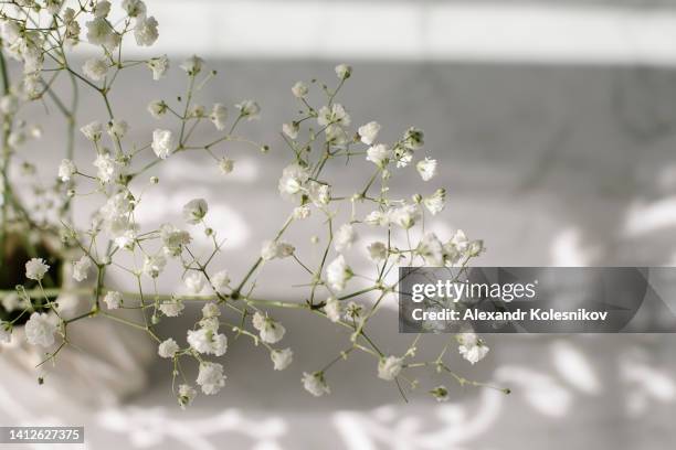 white marble rock texture background and gypsophila with sunlights and shadow. copy space, place for object. flat lay - gypsophila stock pictures, royalty-free photos & images