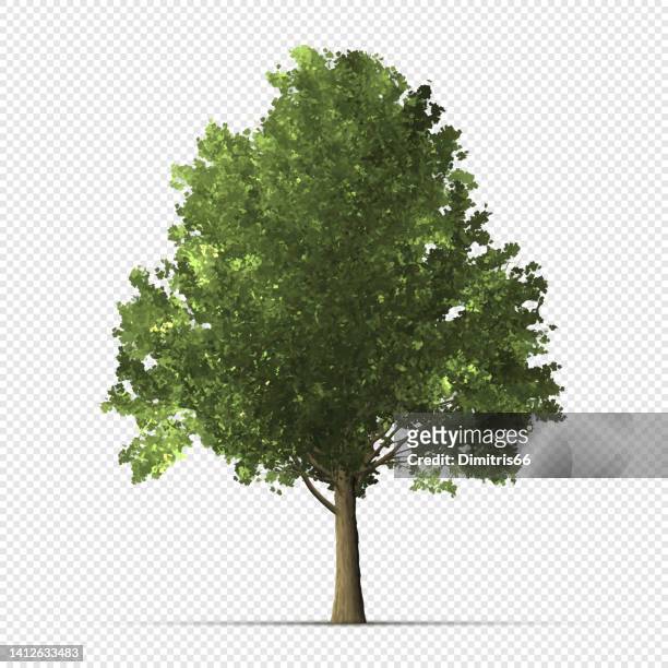 透明な背景に詳細なツリー - trees点のイラスト素材／クリップアート素材／マンガ素材／アイコン素材