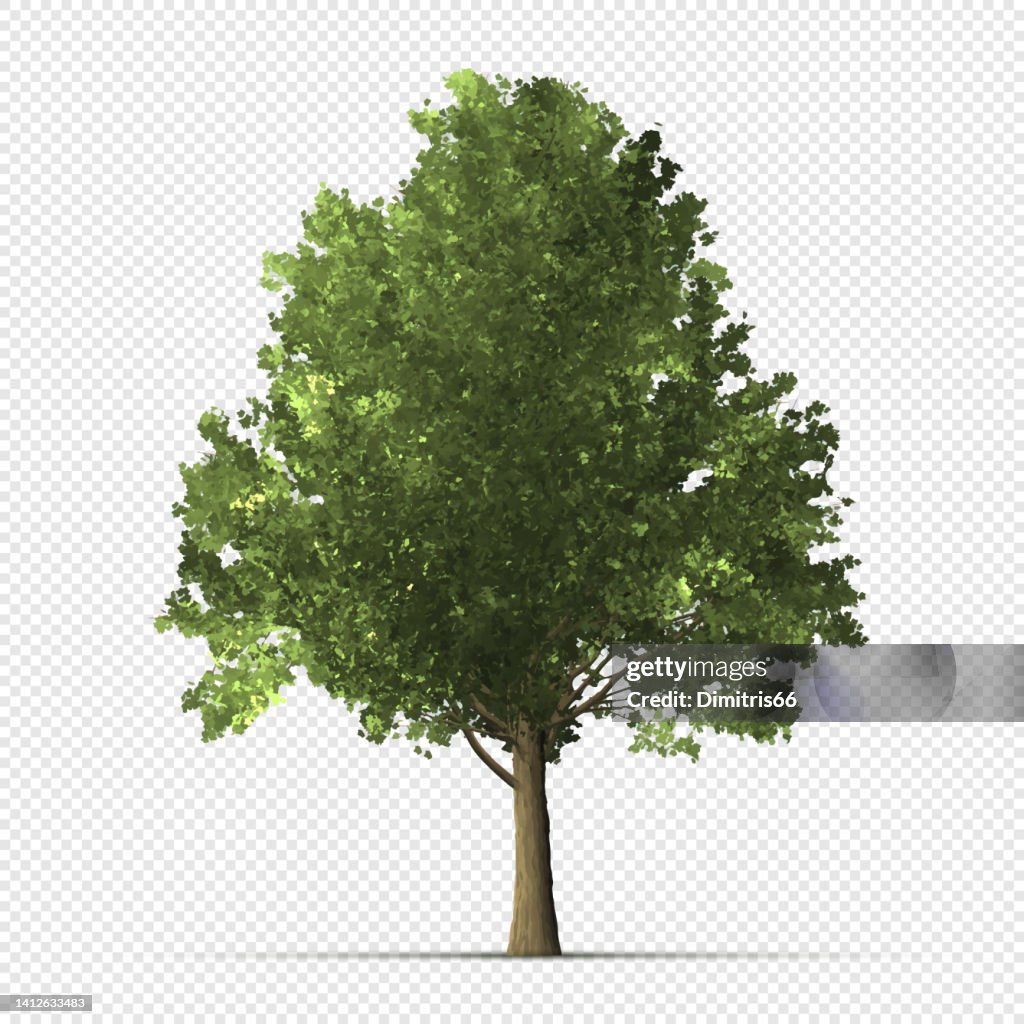 Detailed tree on transparent background