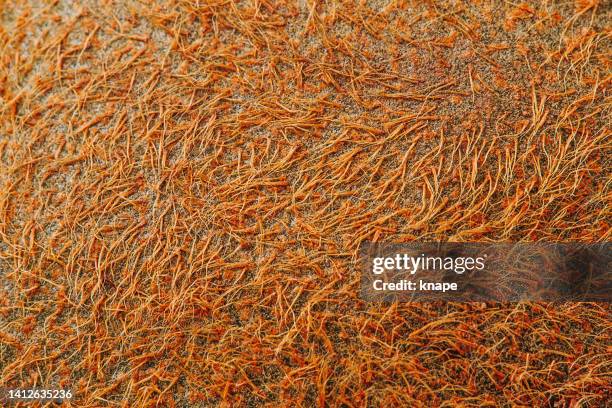 kiwi close up macro of fruit - kiwi fruit stock pictures, royalty-free photos & images