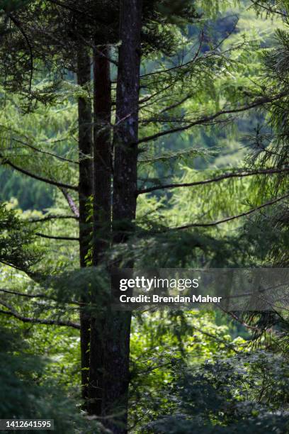 pine tree japan forest abstract - can't see the wood for the trees stock pictures, royalty-free photos & images