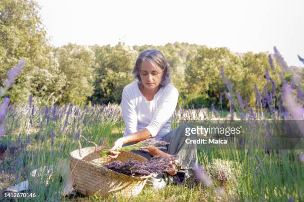 woman picking lavender in the field - choosing perfume stock pictures, royalty-free photos & images