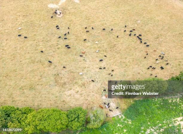 An aerial view of cattle in a field, on August 03, 2022 in Romsey, England. The south of England has experienced the driest July since records began...