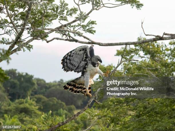 harpy eagle - harpies stock-fotos und bilder