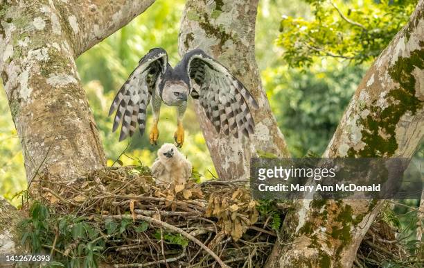 harpy eagle - harpij arend stockfoto's en -beelden