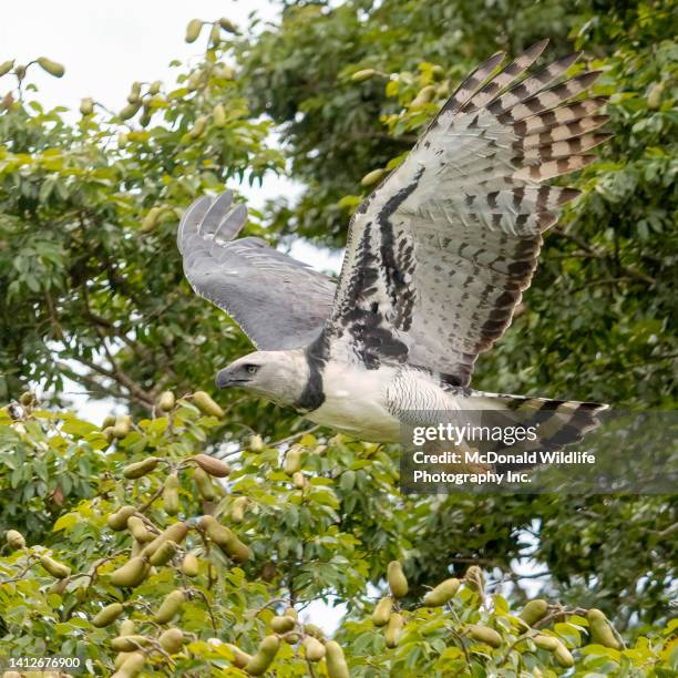 harpy eagle - harpies stock-fotos und bilder