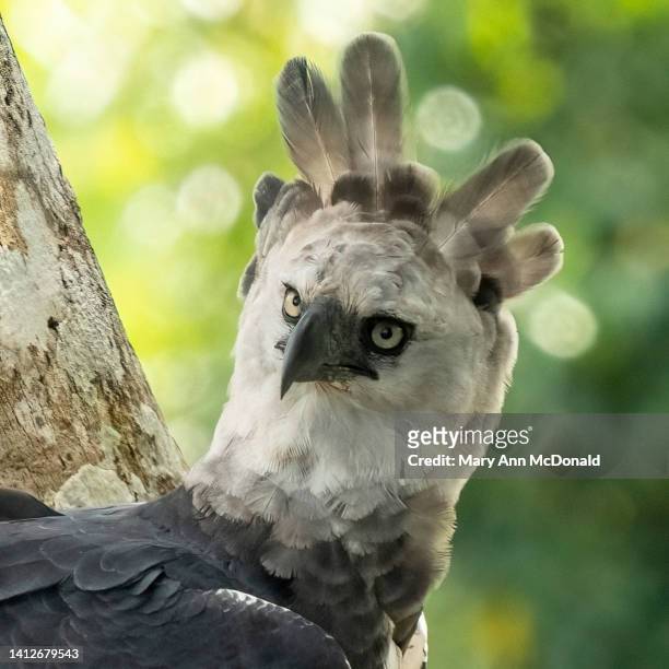 harpy eagle - harpies stockfoto's en -beelden