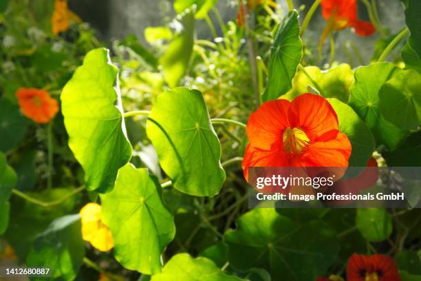 flowering nasturtiums - nasturtium fotografías e imágenes de stock