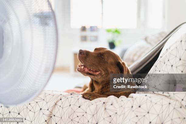 portrait of a dog on the sofa enjoying the air from the fan - vertebrate stock pictures, royalty-free photos & images
