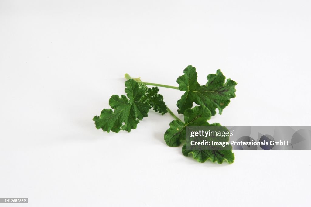Fresh geranium leaves