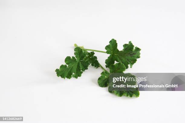 fresh geranium leaves - peppermint geranium stock pictures, royalty-free photos & images