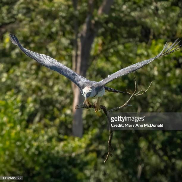 harpy eagle - harpy eagle - fotografias e filmes do acervo