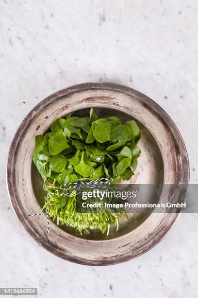 fresh portulak in a bowl - miners lettuce stock pictures, royalty-free photos & images