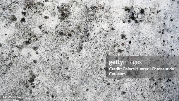 white painted and weathered concrete wall with black lichen in paris, france - lachen photos et images de collection