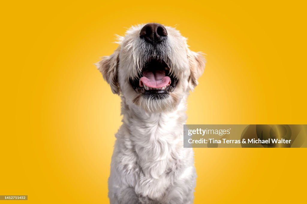 Portrait Of A Dog Against Yellow Background.