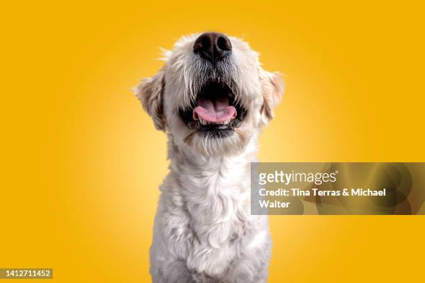 portrait of a dog against yellow background. - dog stock pictures, royalty-free photos & images