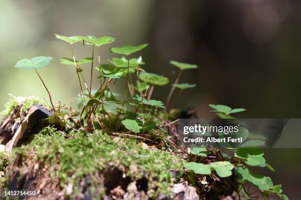 waldsauerklee - forest floor ストックフォトと画像